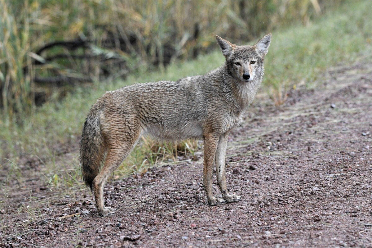 The B.C. Conservation Service is asking people to be extra cautious while walking their pets, after an elderly woman’s dog was attacked by a coyote in South Vancouver on April 25, 2024. In attempting to rescue her dog, the woman was bit by the coyote, the conservation service says. (Pixabay)