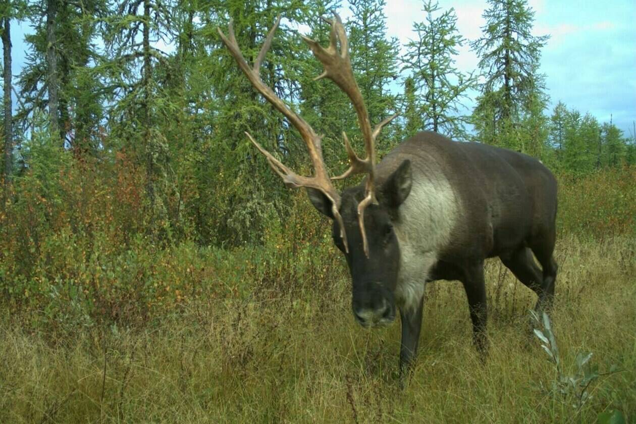 Research suggests climate change, not habitat loss, may be the biggest threat to the survival of threatened caribou herds. A caribou moves through the Algar region of northeastern Alberta in September 2017 in a handout photo. THE CANADIAN PRESS/HO-University of British Columbia-Cole Burton