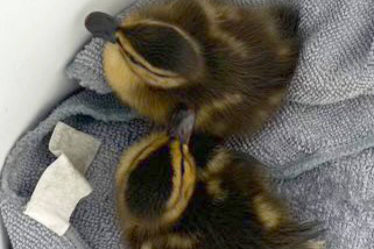 Two ducklings rescued from storm drains in Langley by firefighters on April 29. (Township of Langley Fire Department/Special to the Langley Advance Times)