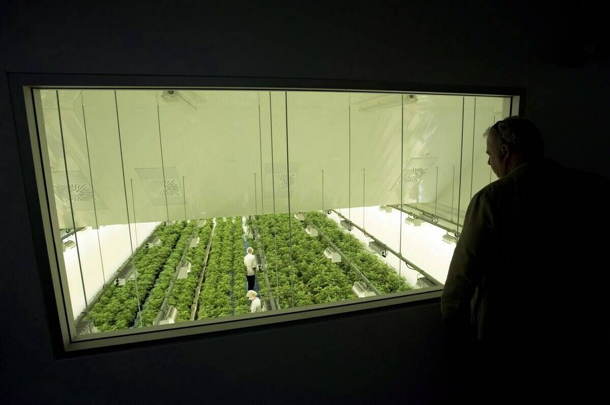 Staff work in a marijuana grow room at Canopy Growth's Tweed facility in Smiths Falls, Ont., on Thursday, Aug. 23, 2018. Canadian cannabis stocks are soaring after the U.S. Drug Enforcement Administration said it will reclassify marijuana as a less dangerous drug. THE CANADIAN PRESS/Sean Kilpatrick