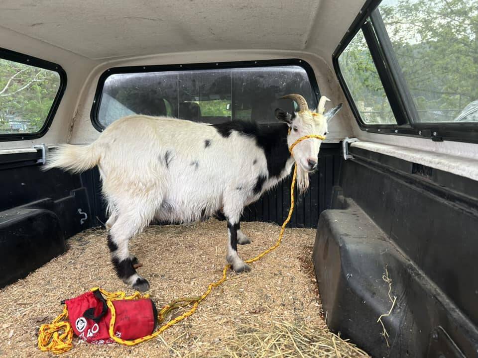 Wayward goat Sassy was rescued from an oncoming train in Agassiz early Wednesday (May 1) morning. Resident Amanda HIldebrandt took Sassy back home following her jaunt around town. (Photo/Nadine Skovsgard)