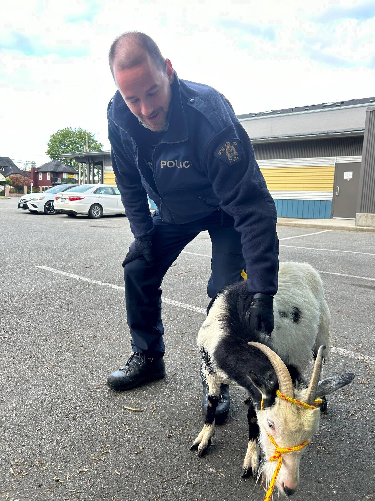 An Agassiz RCMP officer holds Sassy the goat at bay following her run around town. Teamwork between residents and police resulted in a safe trip home for the goat on the lam. (Photo/Chilliwack RCMP)