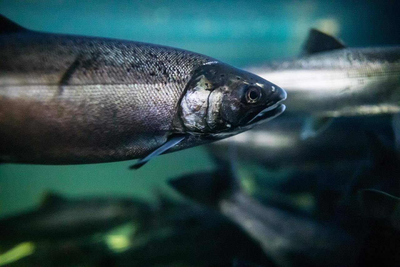 Coho salmon swim at the Fisheries and Oceans Canada Capilano River Hatchery in North Vancouver on Friday July 5, 2019. The Canadian government has agreed to prioritize environmental assessment for a chemical used in tire rubber that has been linked to the deaths of Pacific salmon. THE CANADIAN PRESS/Darryl Dyck