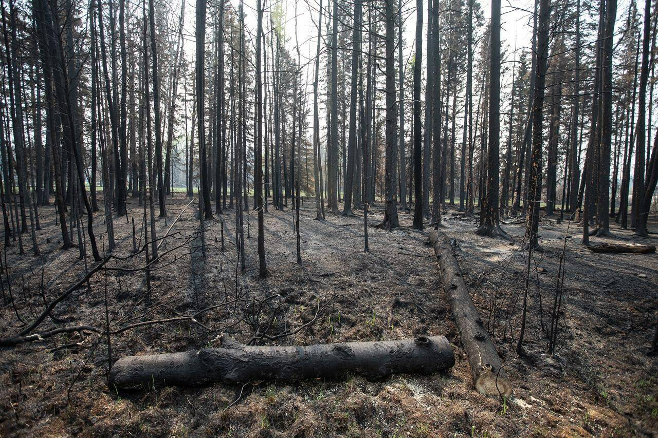 The risk of wildfires remains high in Western Canada but the situation is currently better than it was at this time last year. Burned trees damaged from recent wildfires are seen in Drayton Valley, Alta. on Wednesday, May 17, 2023. THE CANADIAN PRESS/Jason Franson