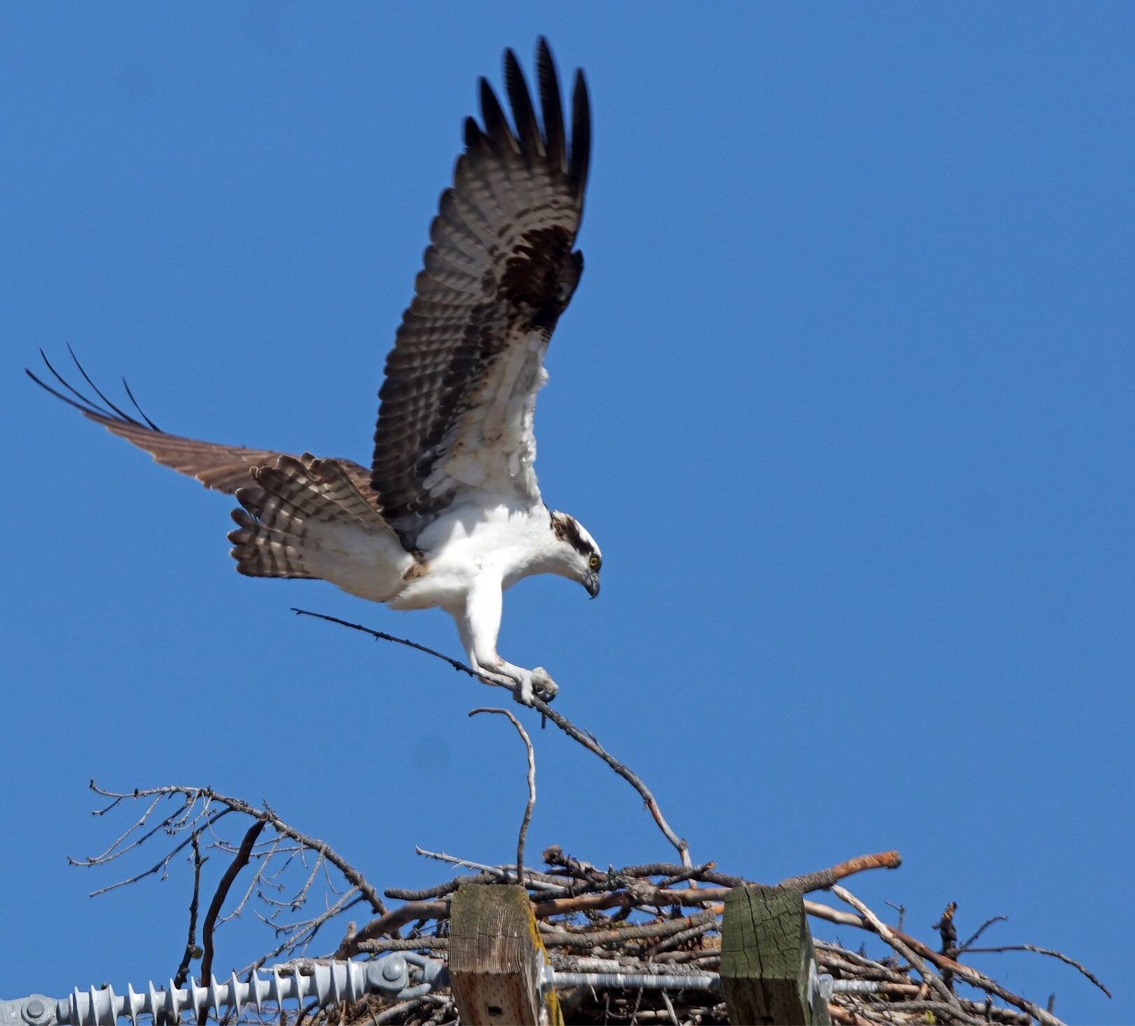 An osprey fortifying its nest on Old Hedley Road. Photo John Moody