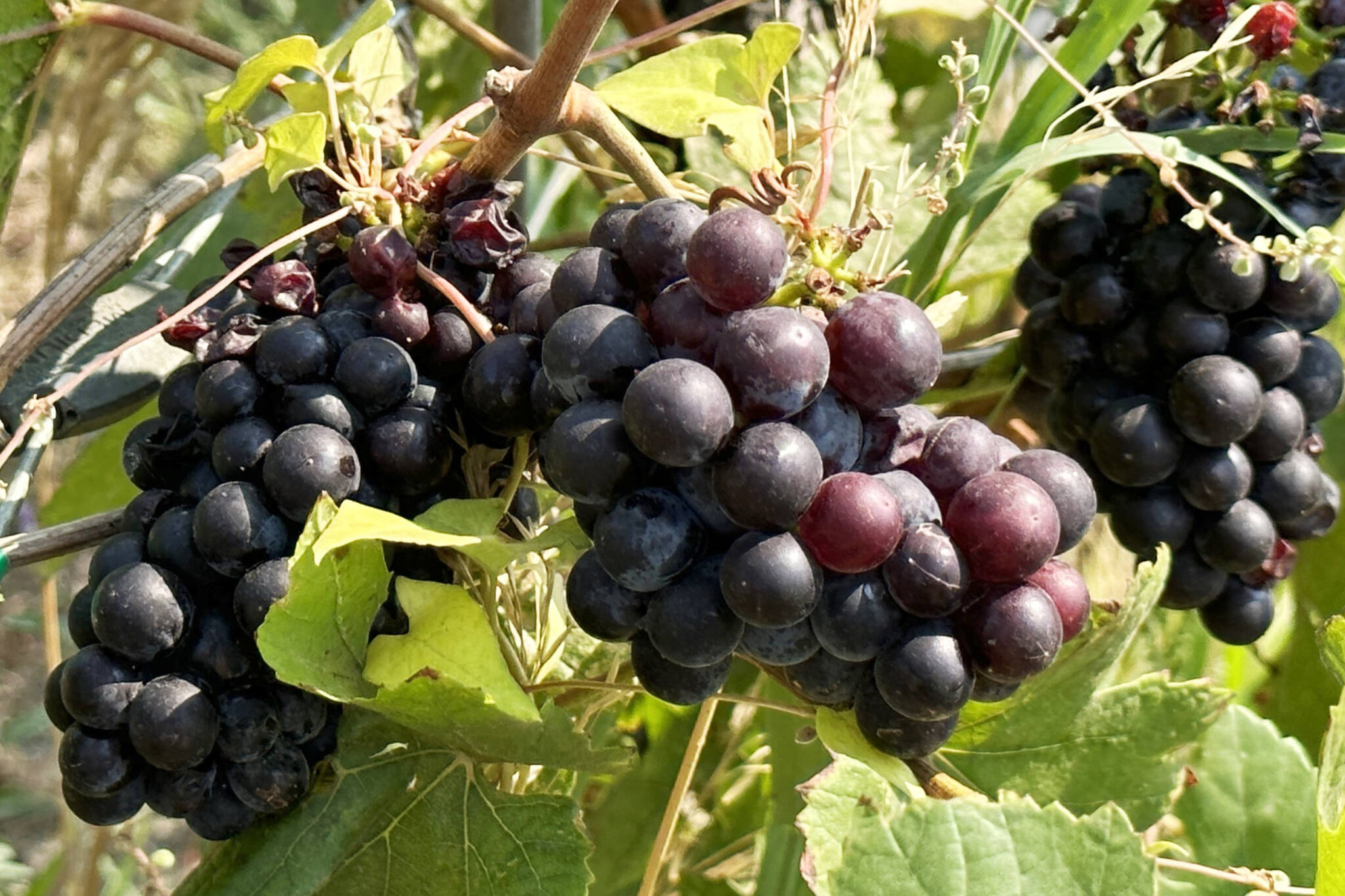 Grape growing has become the dominant use of farm land in the Okanagan Valley. Members of the Regional District of Okanagan-Similkameen board are questioning the long-term viability of grape growing, following two recent severe cold snaps. (Black Press file photo)