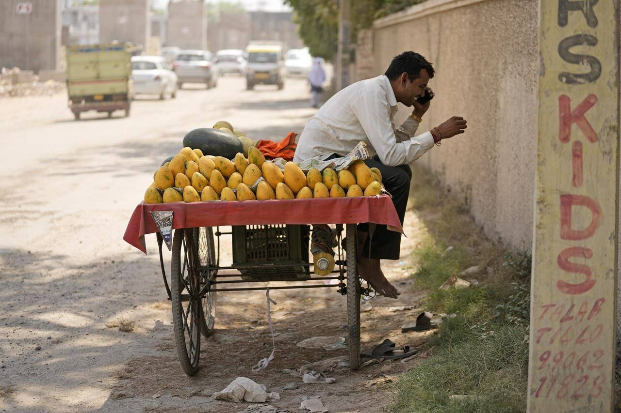 A street vendor selling mangoes takes a break on a hot summer afternoon in Jammu, India, Saturday, May 18, 2024. Swathes of northwest India sweltered under scorching temperatures on Saturday, with the capital New Delhi under a severe weather alert as extreme temperatures strike parts of the country. (AP Photo/Channi Anand)