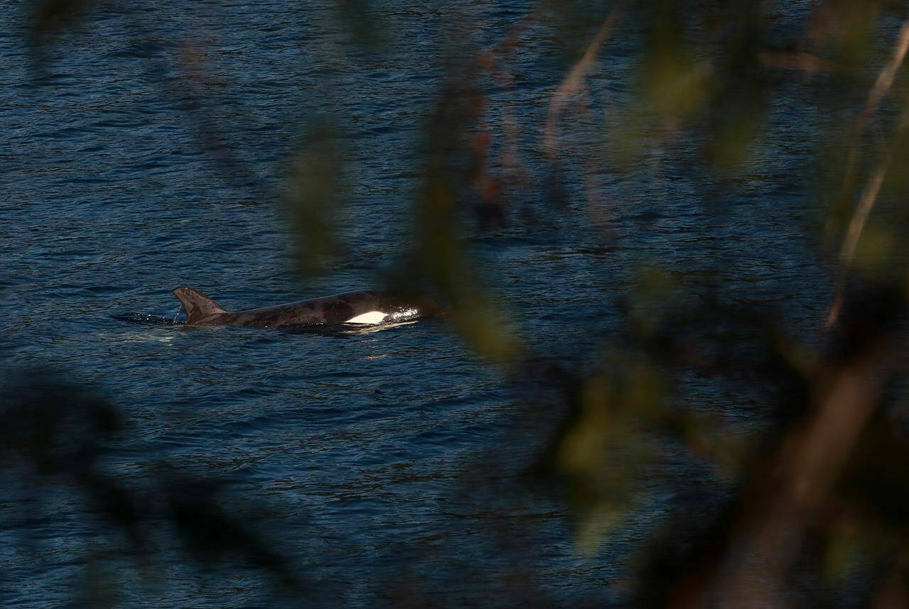 A two-year-old female orca calf, named kwiisahi?is, or Brave Little Hunter, by the Ehattesaht First Nation, is spotted at the Little Espinosa Inlet near Zeballos, B.C., Friday, April 19, 2024. THE CANADIAN PRESS/Chad Hipolito