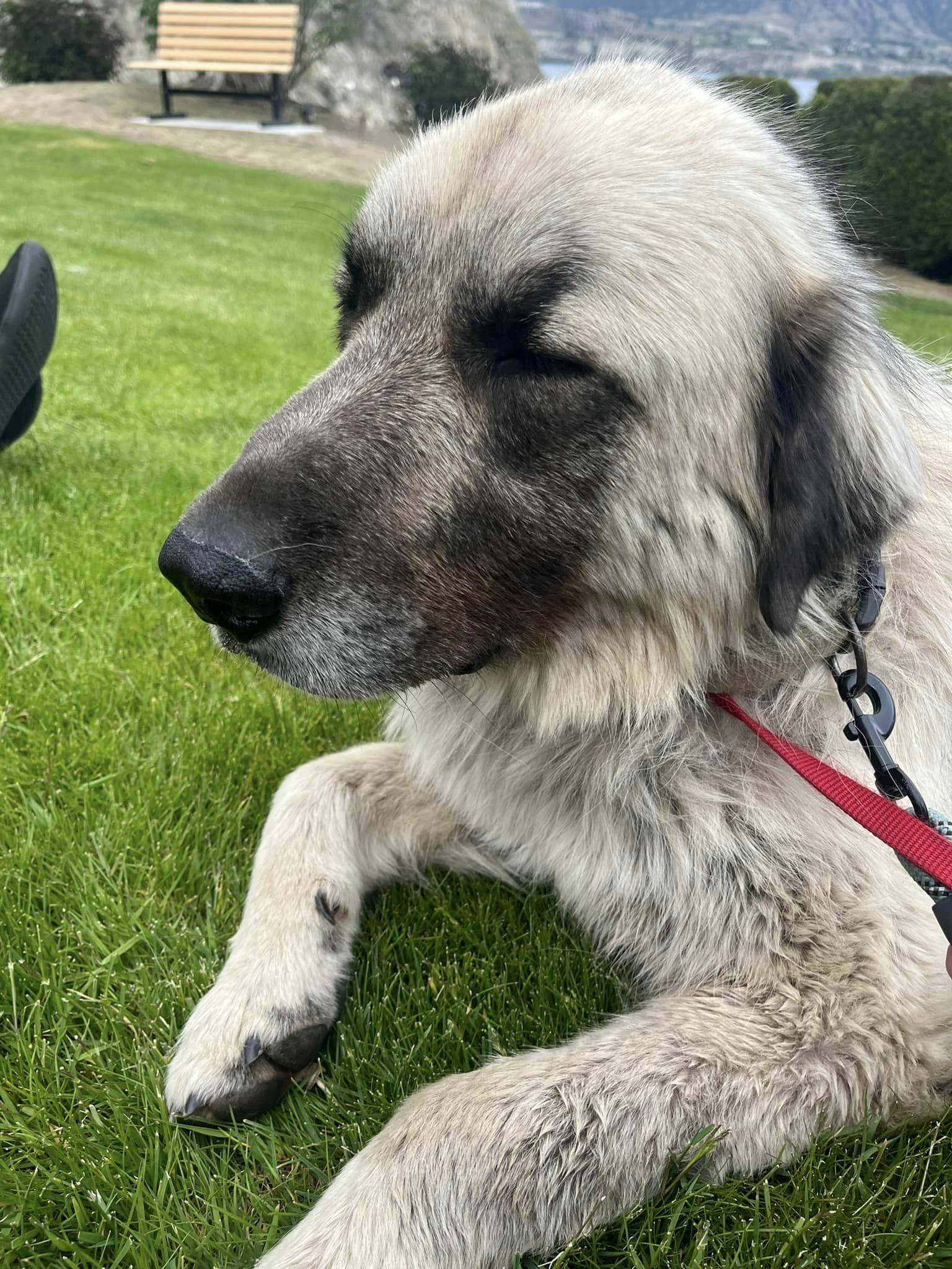Barley, who was on the run for 10 days, was finally caught 100 kilometres from home in Penticton. He has now been returned to his owners. (Petra’s Pawdicures - Facebook)