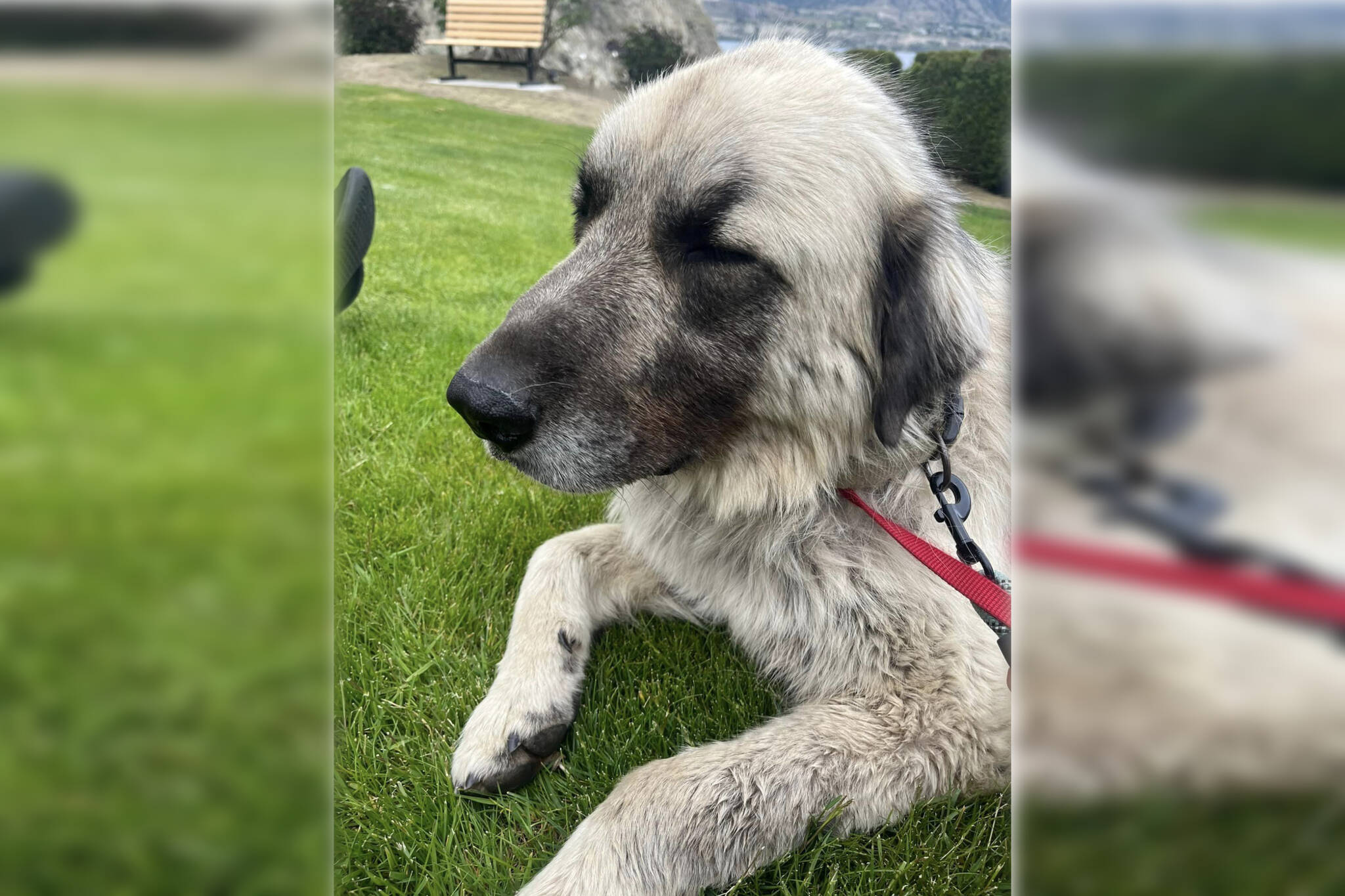 Barley, who was on the run for 10 days, was finally caught 100 kilometres from home in Penticton. He has now been returned to his owners. (Petra’s Pawdicures - Facebook)