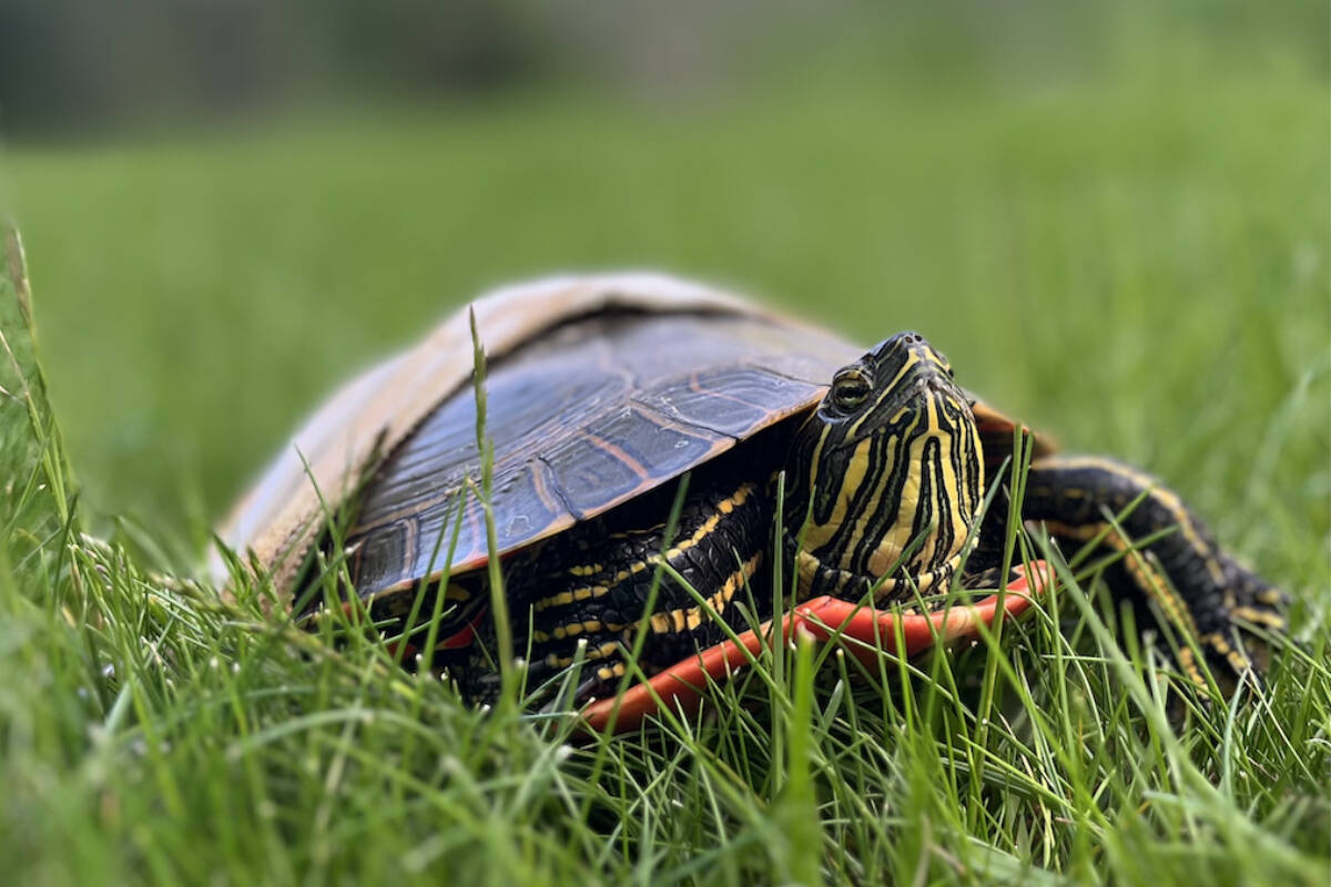 A western painted turtle in Williams Lake suns herself Thursday, May 30. She continues to get better after being run over by a vehicle on May 15. (Megan Taylor photograph)