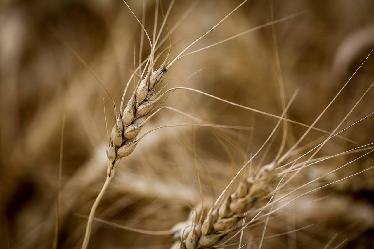 A head of wheat amongst a crop near Cremona, Alta., Tuesday, Sept. 19, 2023. THE CANADIAN PRESS/Jeff McIntosh