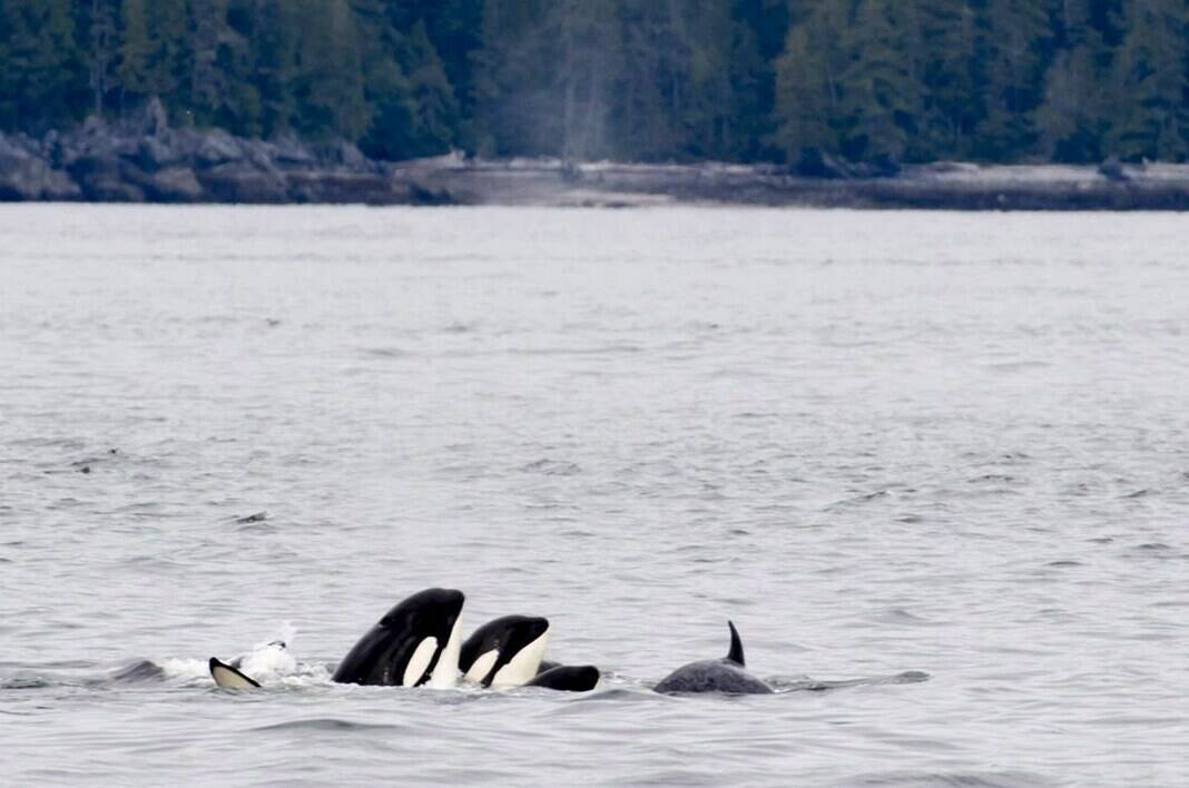 The federal government has announced salmon fishery closures and mandatory speed limits in areas where southern resident killer whales forage and travel in the ongoing effort to protect the endangered species. Orca whales play in Chatham Sound near Prince Rupert, B.C., Friday, June, 22, 2018. THE CANADIAN PRESS Jonathan Hayward