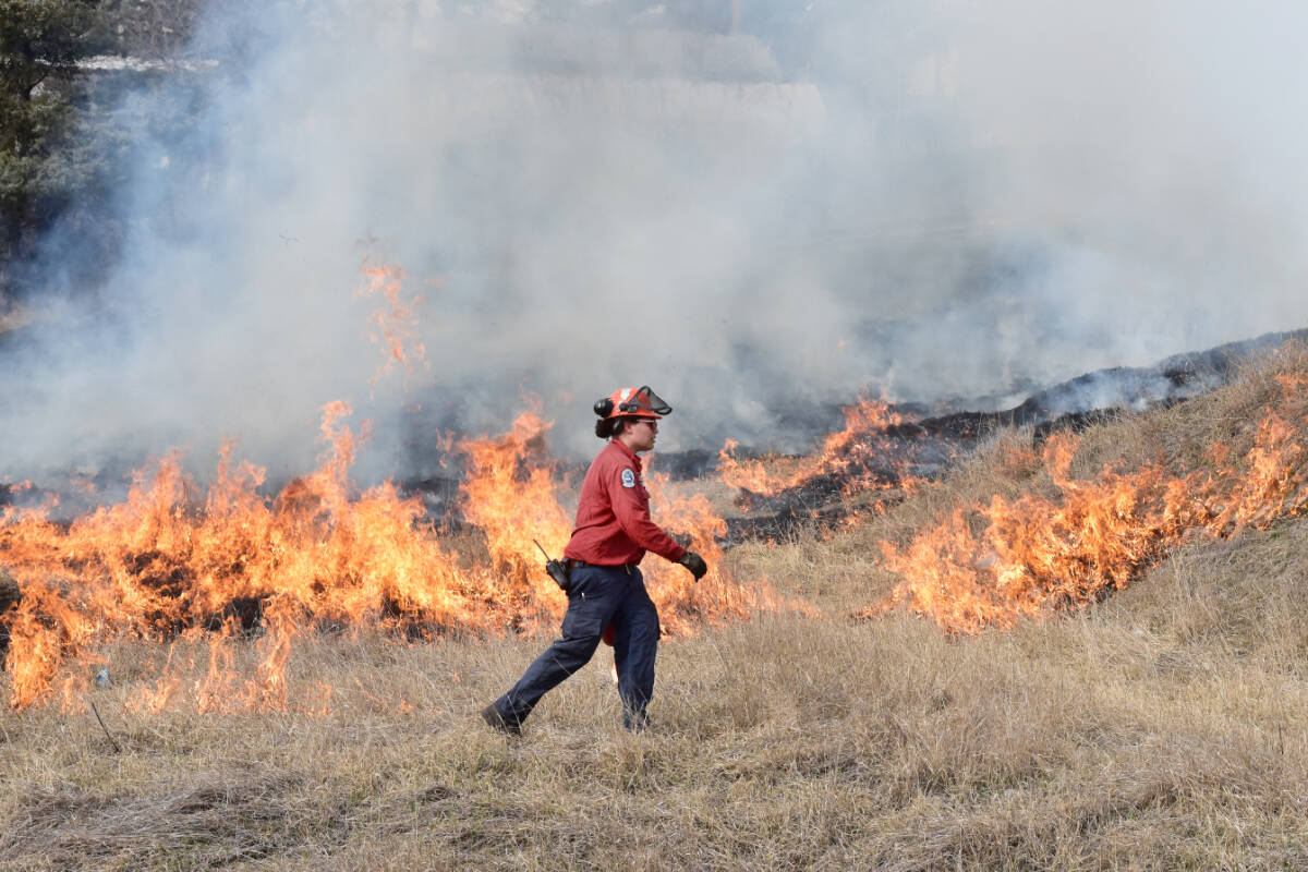 BC Wildfire Service firefighter uses a drip torch to light dried grass being removed from Hillside Park in Williams Lake on March 19, 2024 as part of some prescribed burns to reduce fire risk in the community. (Ruth Lloyd/Black Press Files)
