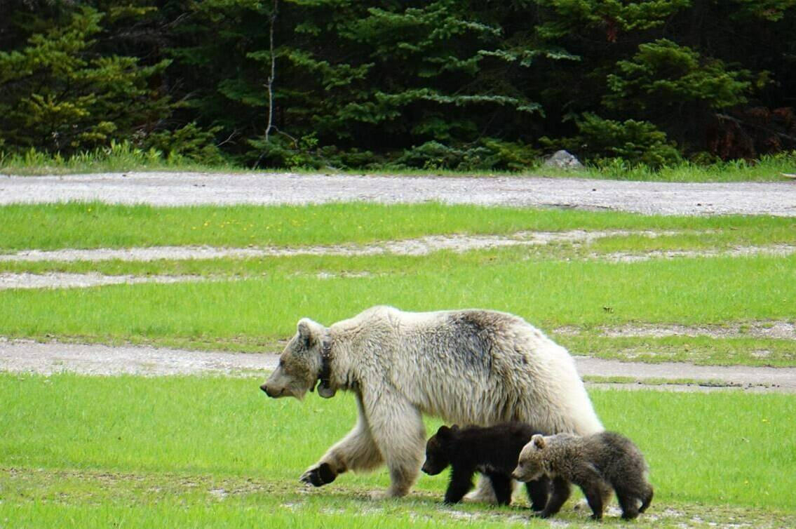 Parks Canada says a rare white grizzly bear and her cubs have died after separate car crashes in Yoho National Park, B.C., on June 6, 2024. The bear, designated GB178 and known as “Nakoda,” is seen with her cubs in an undated handout photo. THE CANADIAN PRESS/HO-Government of Canada