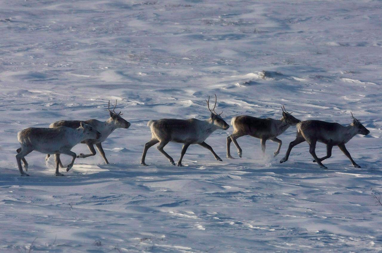 Wild caribou roam the tundra near The Meadowbank Gold Mine located in the Nunavut on March 25, 2009. A major provincial park expansion is set to create a protection zone of almost 2,000 square kilometres for caribou and other species in northeastern British Columbia. THE CANADIAN PRESS/Nathan Denette