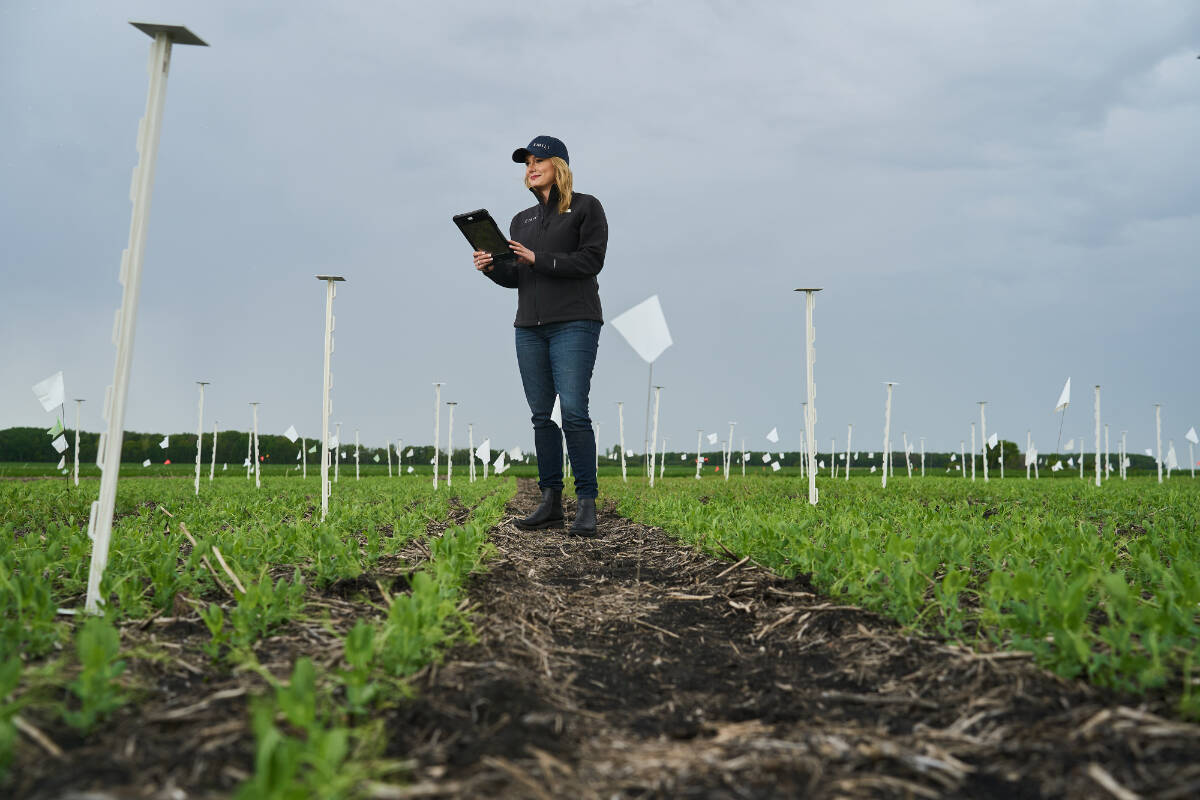 EMILI Managing Director, Jacqueline Keena, is photographed in the field at Innovation Farms, north of Winnipeg on Wednesday, June 12, 2024. THE CANADIAN PRESS/David Lipnowski