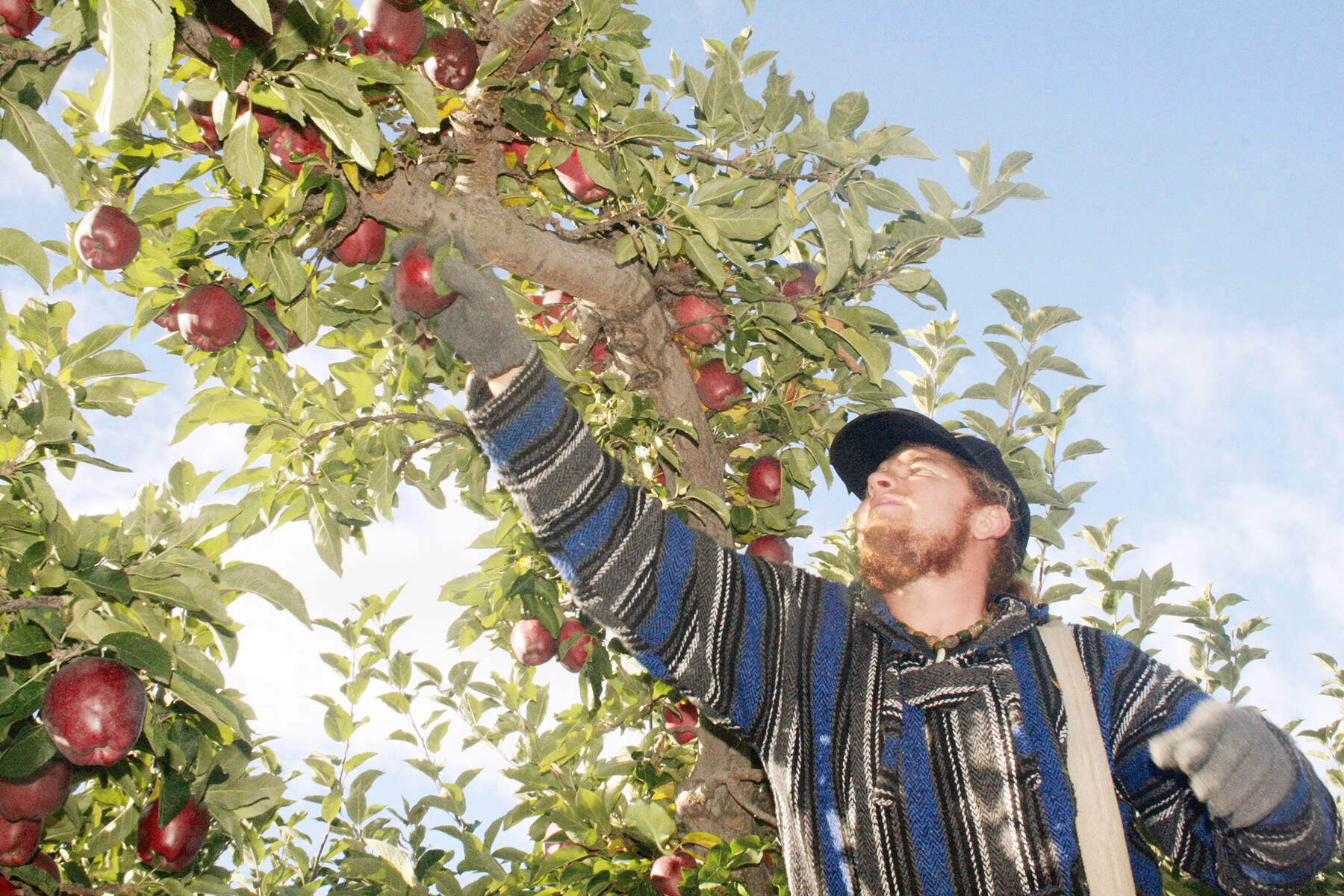 Billy Boerboom shows a massive pumpkin grown at his farm in Summerland. (Black Press file photo)
October is the time of year when fruit growers conclude their harvest season. (Black Press file photo)