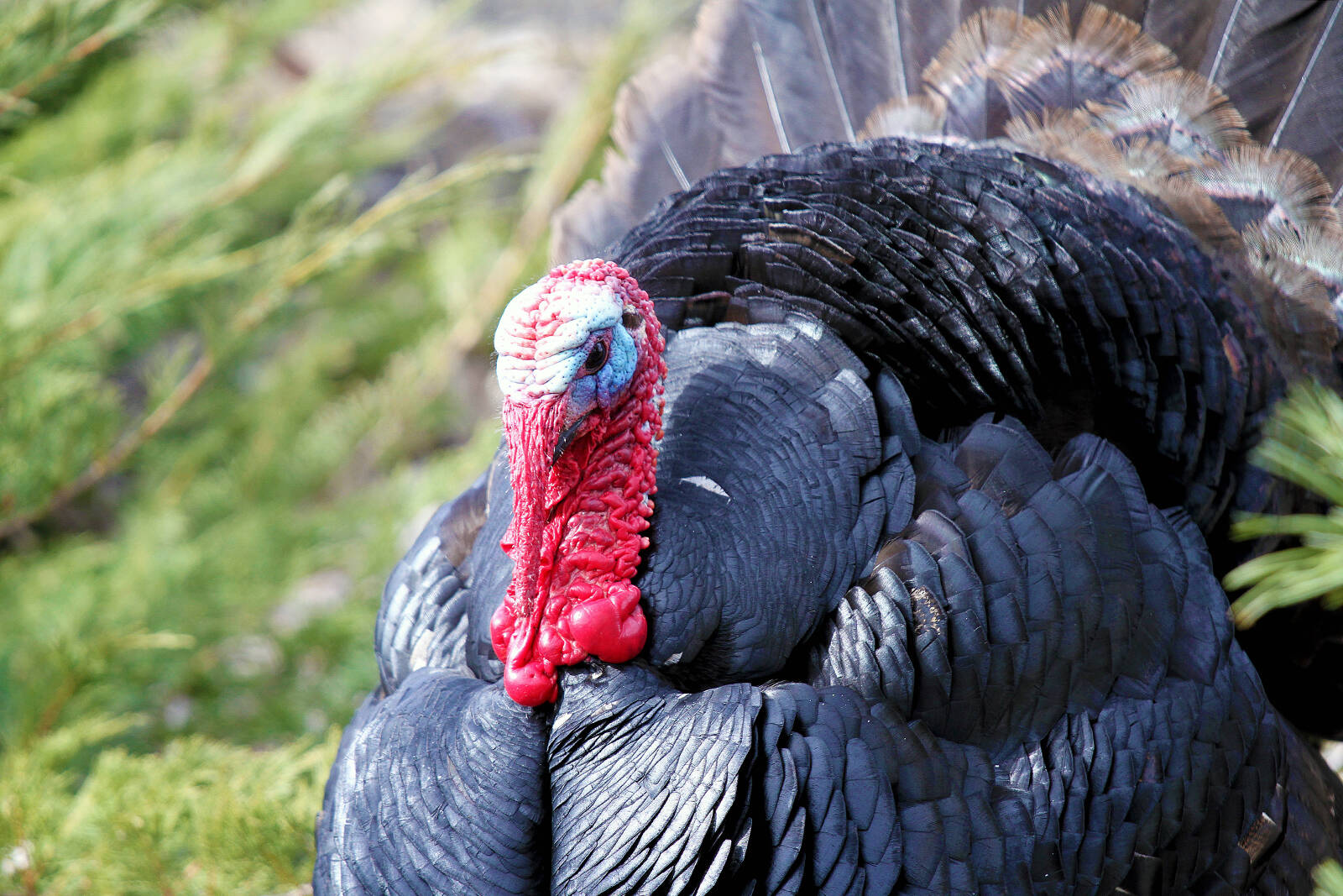 Wild turkeys can be problematic says WildSafeBC. Jill Hayward photographer (bobjillh@gmail.com)