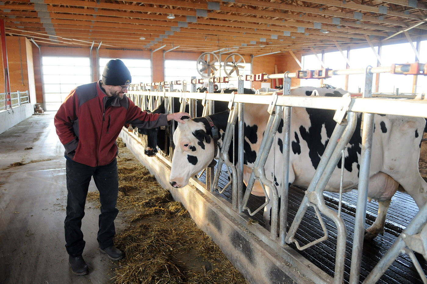 “There’s enough milk being dumped that would feed Chilliwack for a long time but it can’t be stored indefinitely and because there’s no transportation routes out, it’s a consequence of the flooding.,” said Matt Schmidt, owner of Gala Dairy in Chilliwack on Wednesday, Nov. 17, 2021. (Jenna Hauck/ Chilliwack Progress)