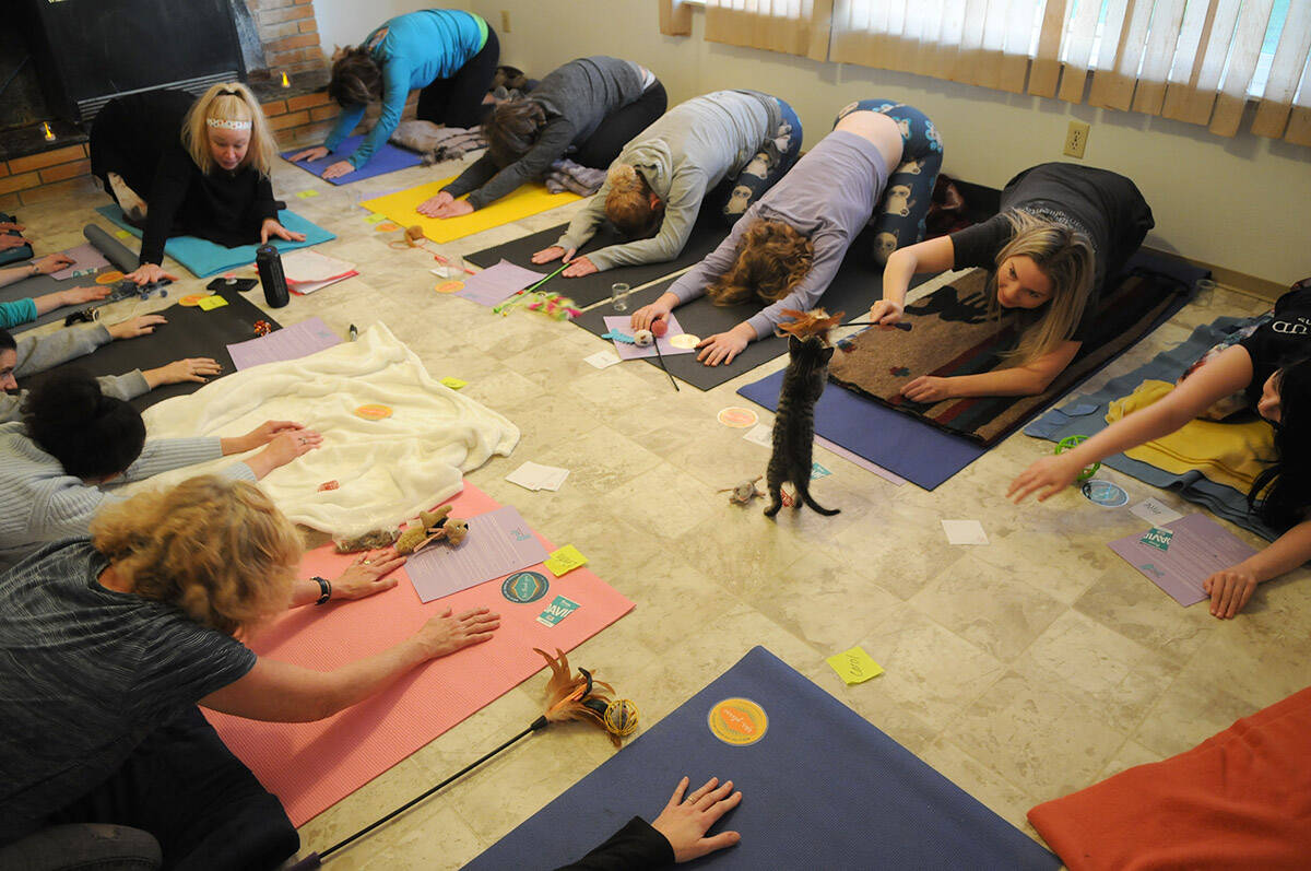 A kitten interacts with a human as folks take part in Yoga with Cats on Mats at the Chilliwack Animal Safe Haven, 2019. Indoor yoga, gyms and dance studios have been shut down since before Christmas by a COVID-19 public health order. (Jenna Hauck/Chilliwack Progress)