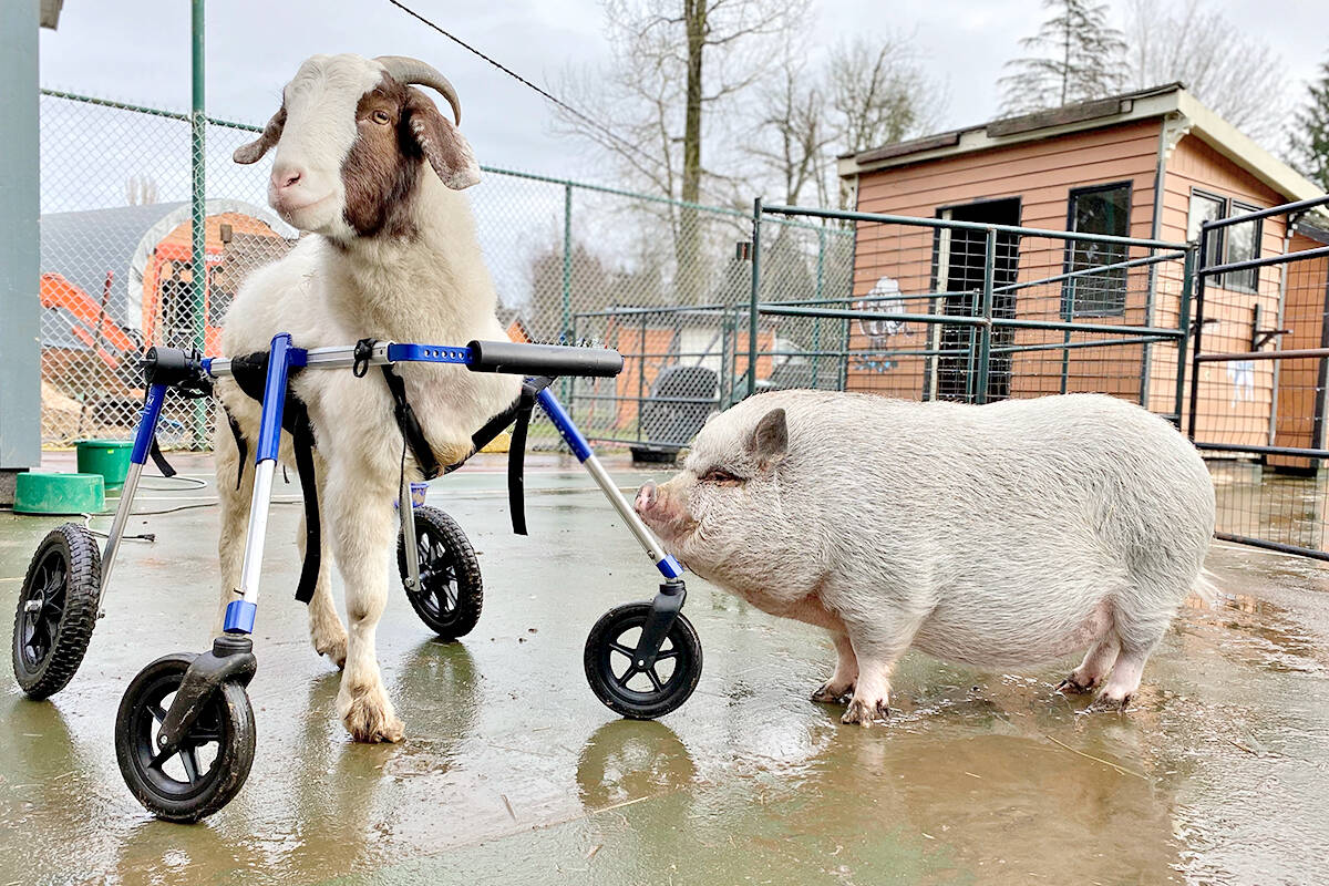 Gibbles, a four-year old goat rescued from a meat farm, is back to his playful self now that he has a wheelchair to get around the Happy Herd animal sanctuary in Aldergrove. (Shawna Gail/Special to Langley Advance Times)