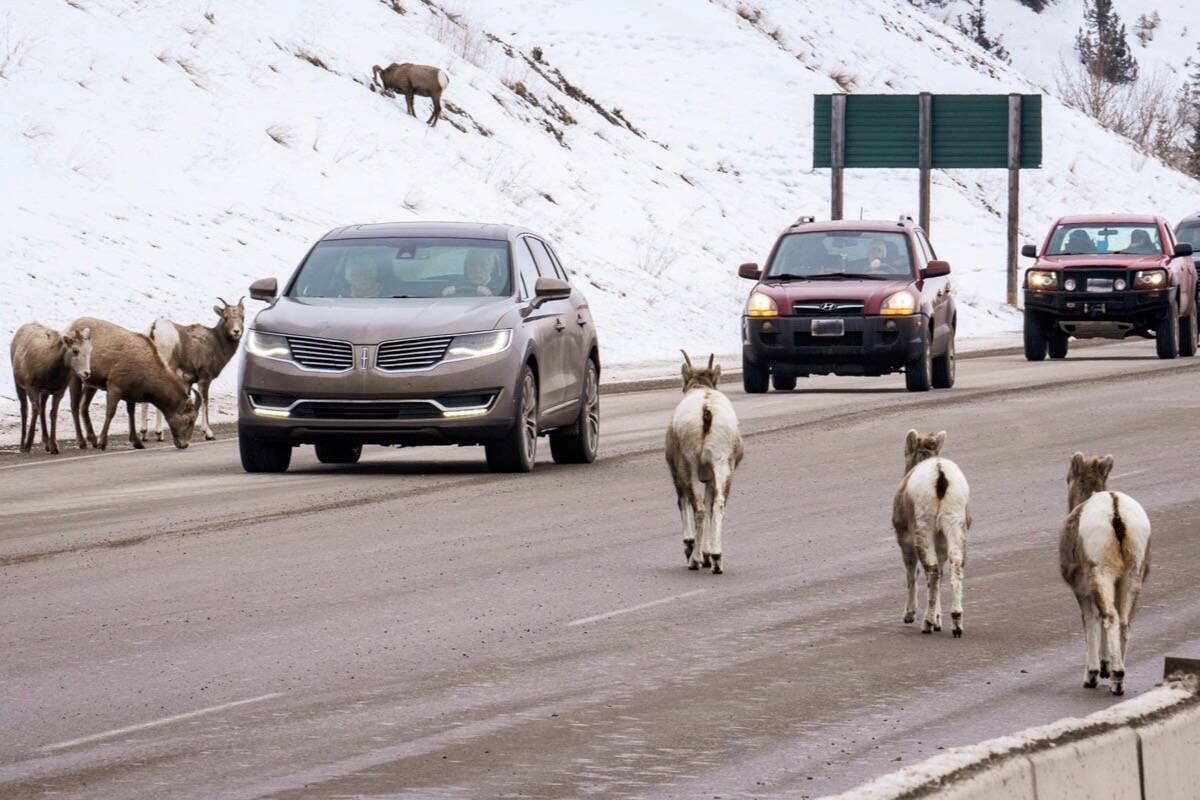 Sheep on the One Mile Hill in Radium January 22, 2022. Pat Morrow file