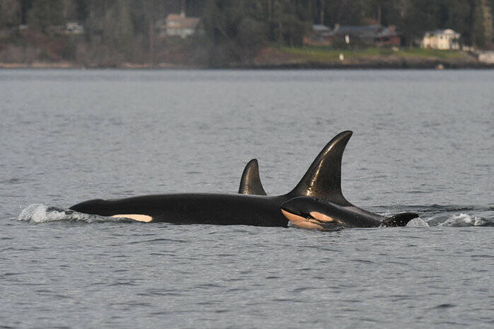 On March 1- a new calf in J Pod was discovered. Photo by Centre for Whale Research