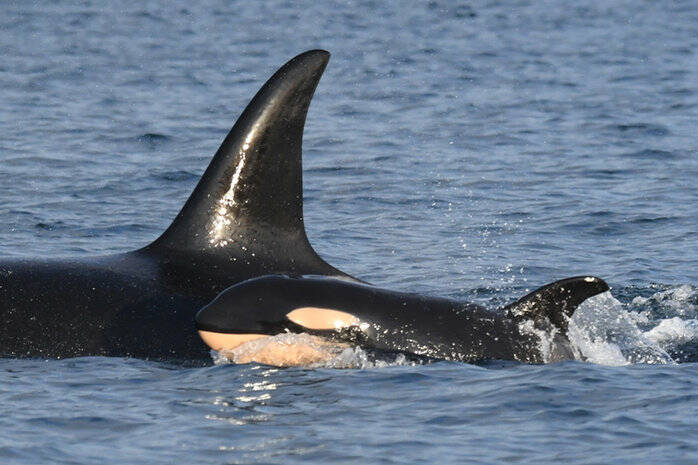 On March 1- a new calf in J Pod was discovered. Photo by Centre for Whale Research.