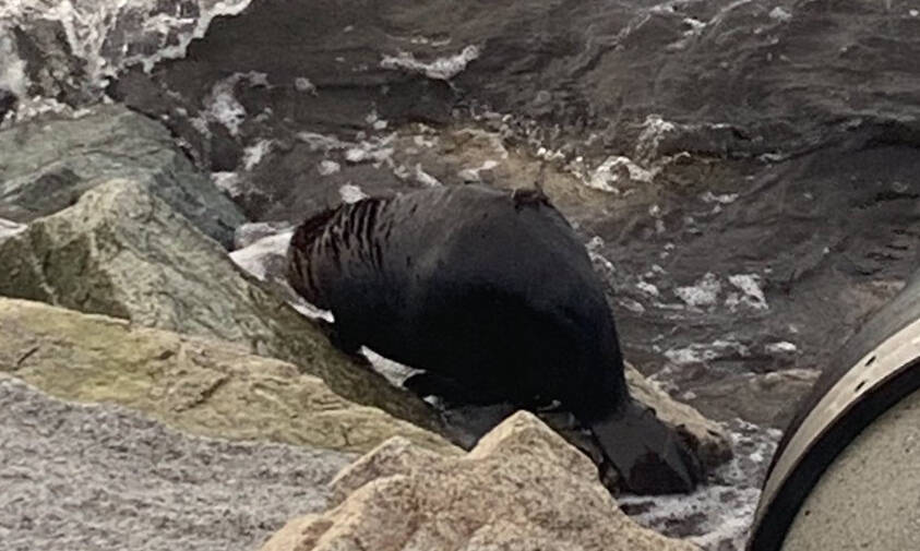 White Rock RCMP rescued a young beaver that was in distress at East Beach Thursday. (White Rock RCMP photo)