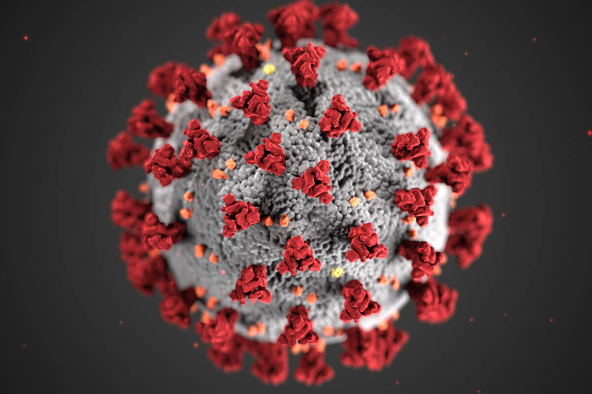COVID-19 virus. (File photo)