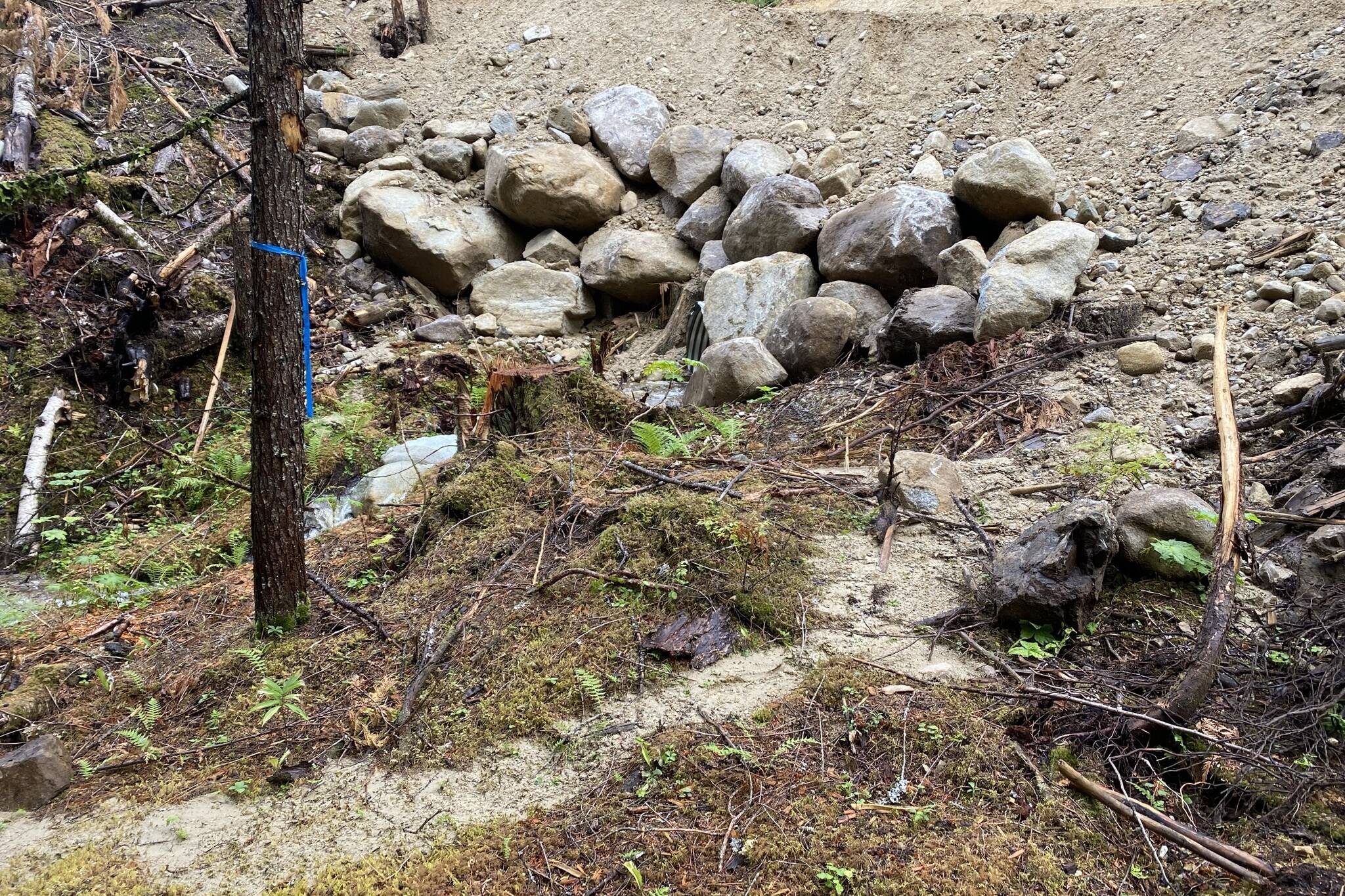 Sediment has run off from a logging road into the creek below. (Submitted phooto)