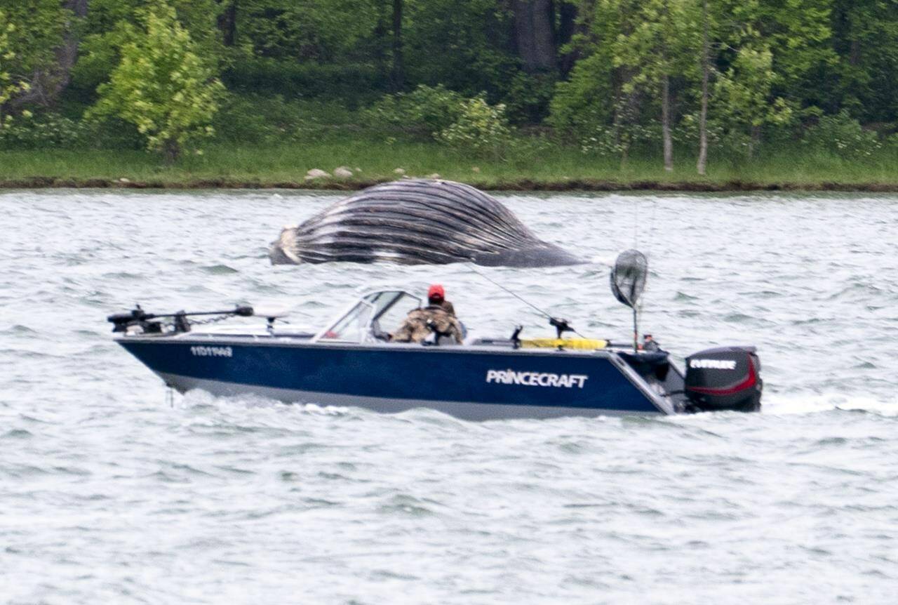 A boat cruises past a lifeless humpback whale drifting down the St. Lawrence River near Vercheres, Que. on Tuesday, June 9, 2020. The head of a marine mammal research group is confirming that a whale has been spotted in the Montreal area, for the second time in two years. The sighting comes nearly two years after another whale, this time a humpback, spent several days in plain view of curious onlookers in Montreal’s Old Port. THE CANADIAN PRESS/Paul Chiasson