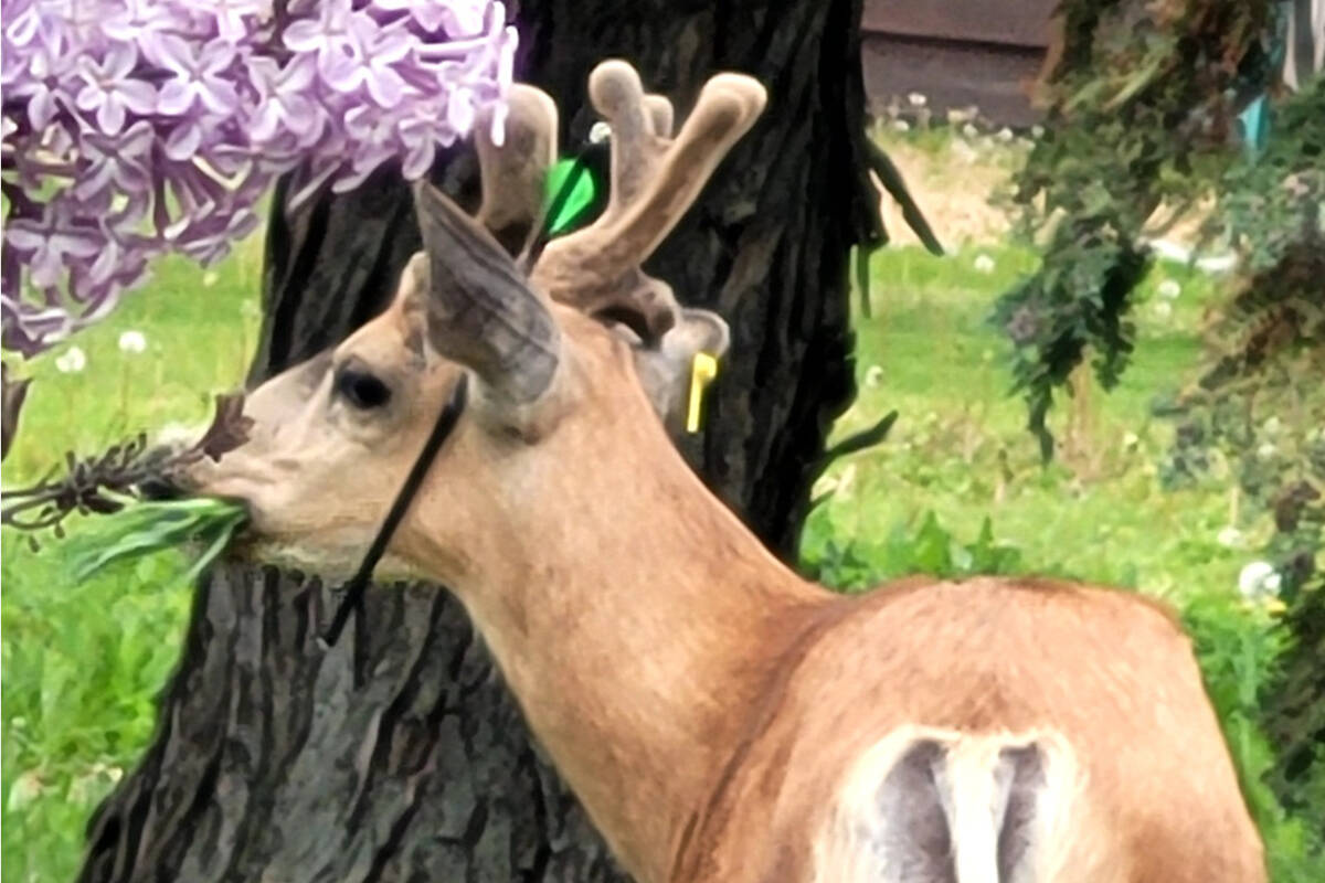 Lory Johnston spotted this young buck in upper town Summerland with an arrow in its ear. (Lory Johnston)