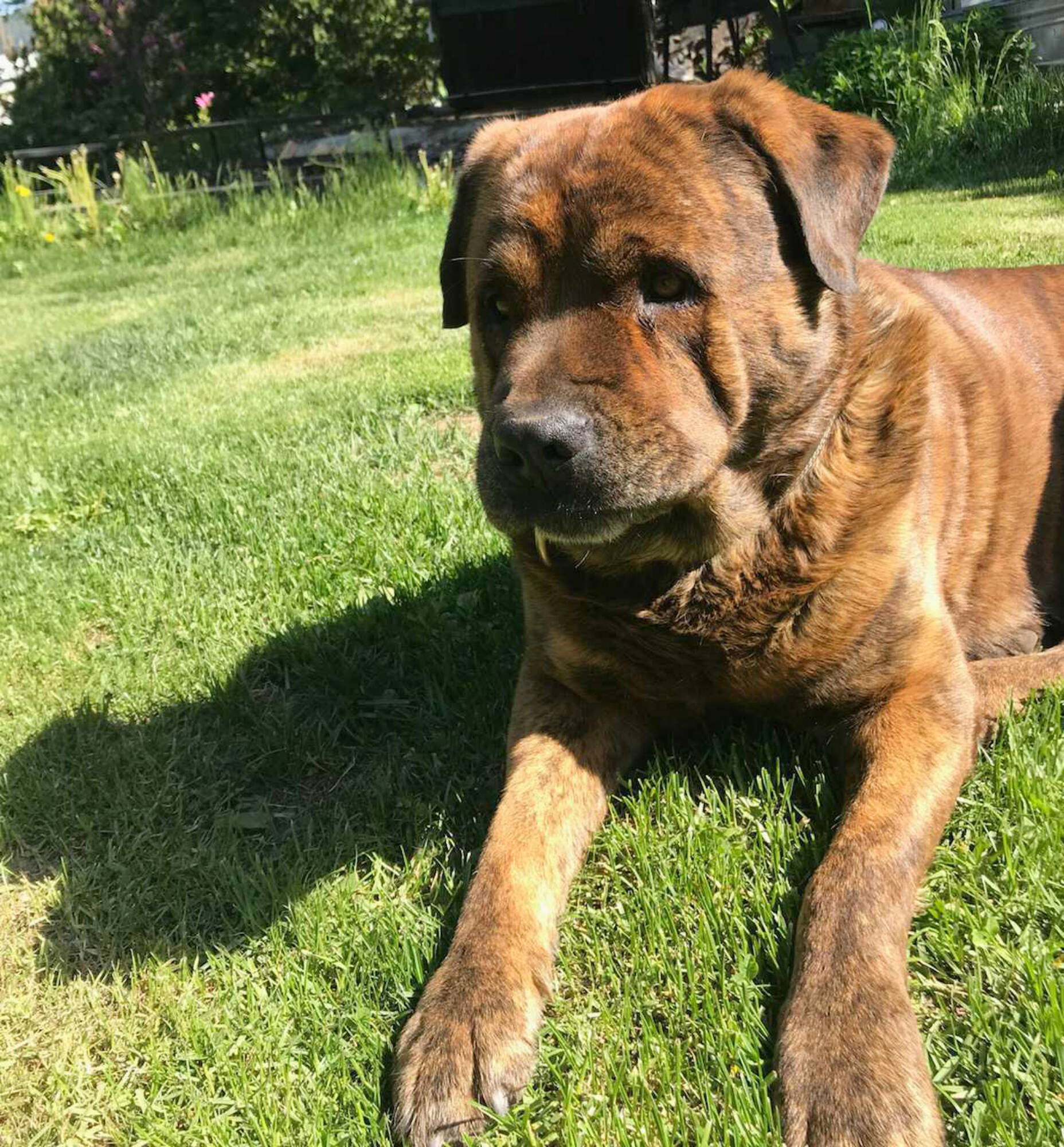 George protects his owner after she turns around to find scratched and muddy suspect behind her at White Lake on June 15, 2022. (Photo contributed)