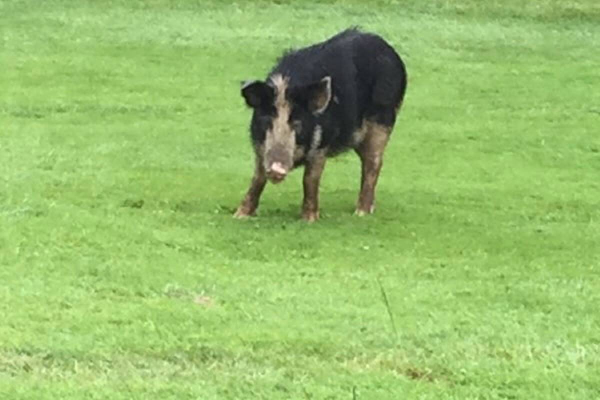 What were at first believed to be two feral boars spotted on the greens at the Cowichan Golf Club on June 18 are likely domesticated pigs that escaped from a local farm. (Submitted photo)