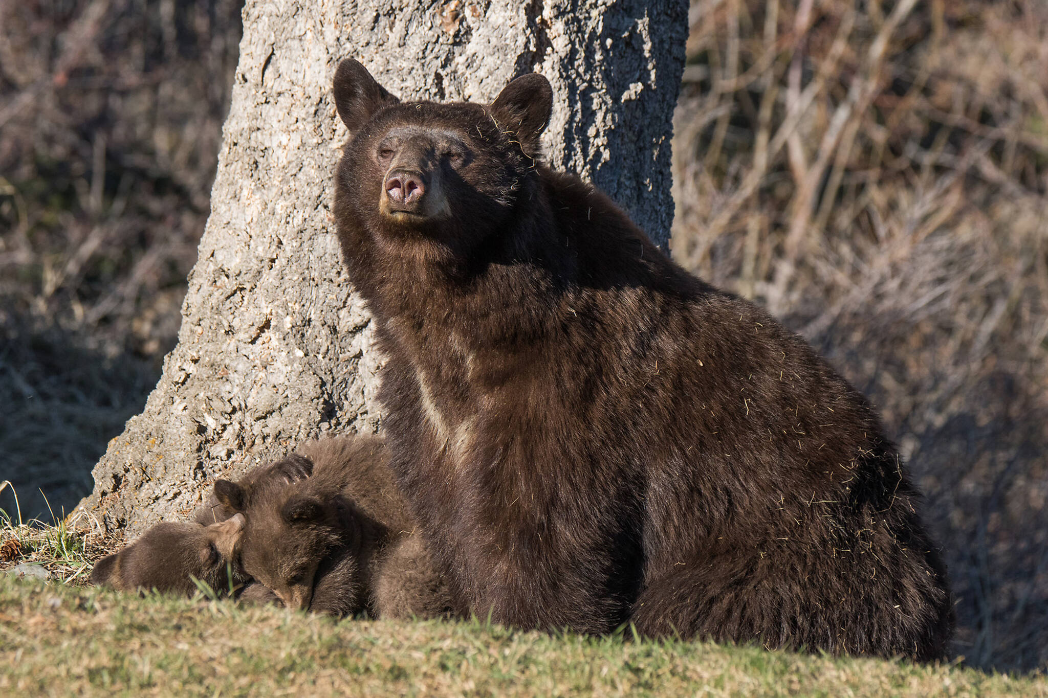 Do an audit of your yard to make sure you keep wildlife/human conflict to a minimum. Bulletin/Brian Hay file