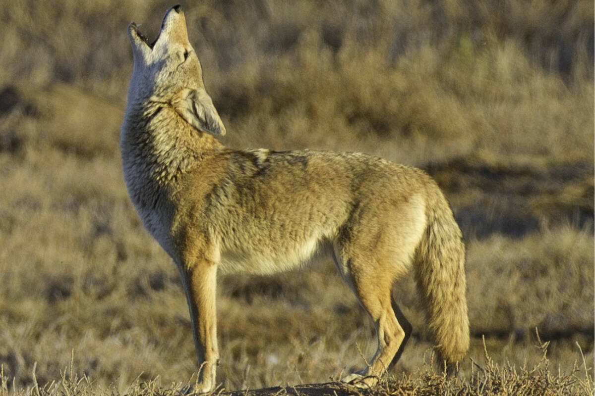 B.C. Conservation Officer Service (COS) is investigating two reported attacks by coyotes in two weeks in ALdergrove, the most recent on Friday, July 15. (Photo: USFWS (U.S. Fish and Wildlife Service) public domain)