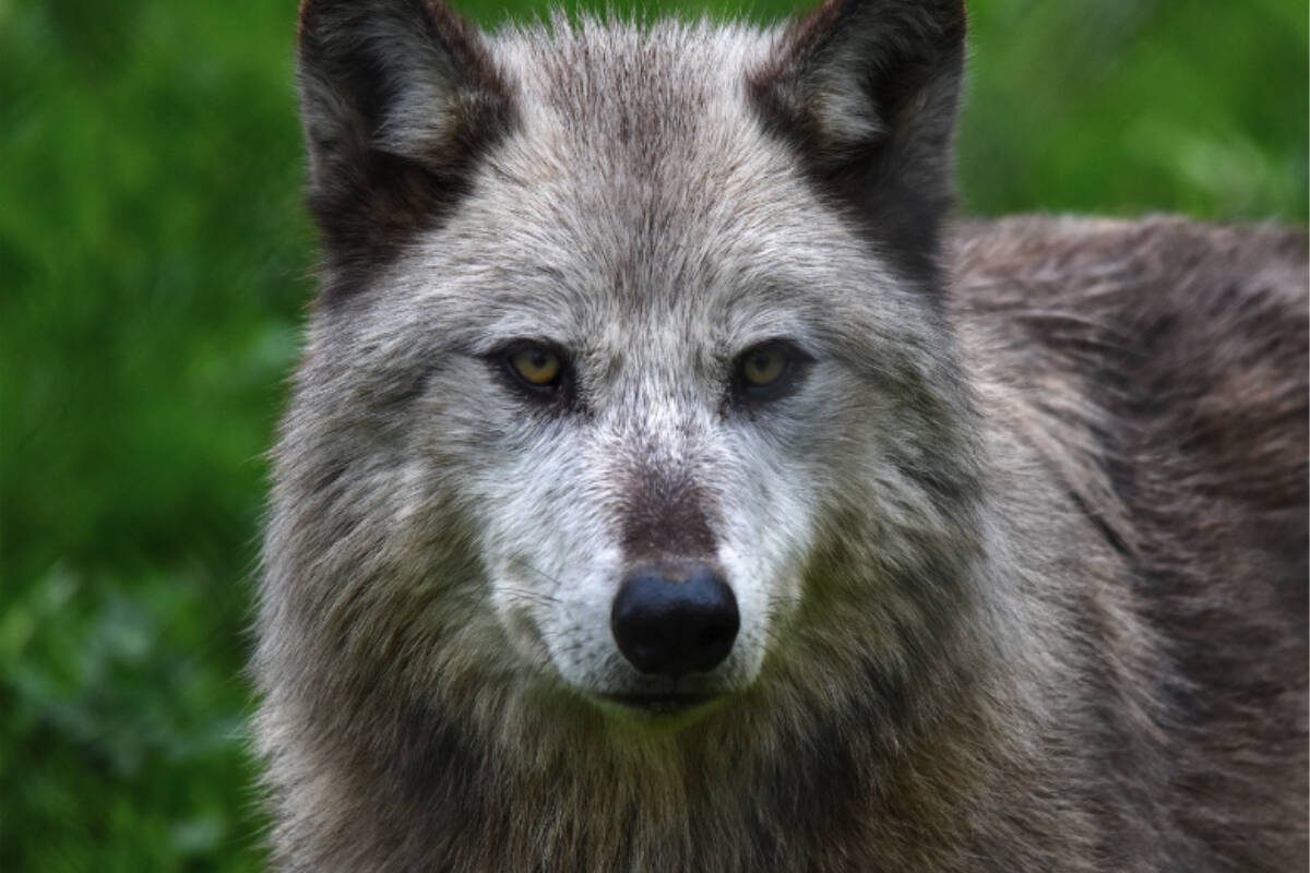 Greater Vancouver Zoo image of grey wolf.