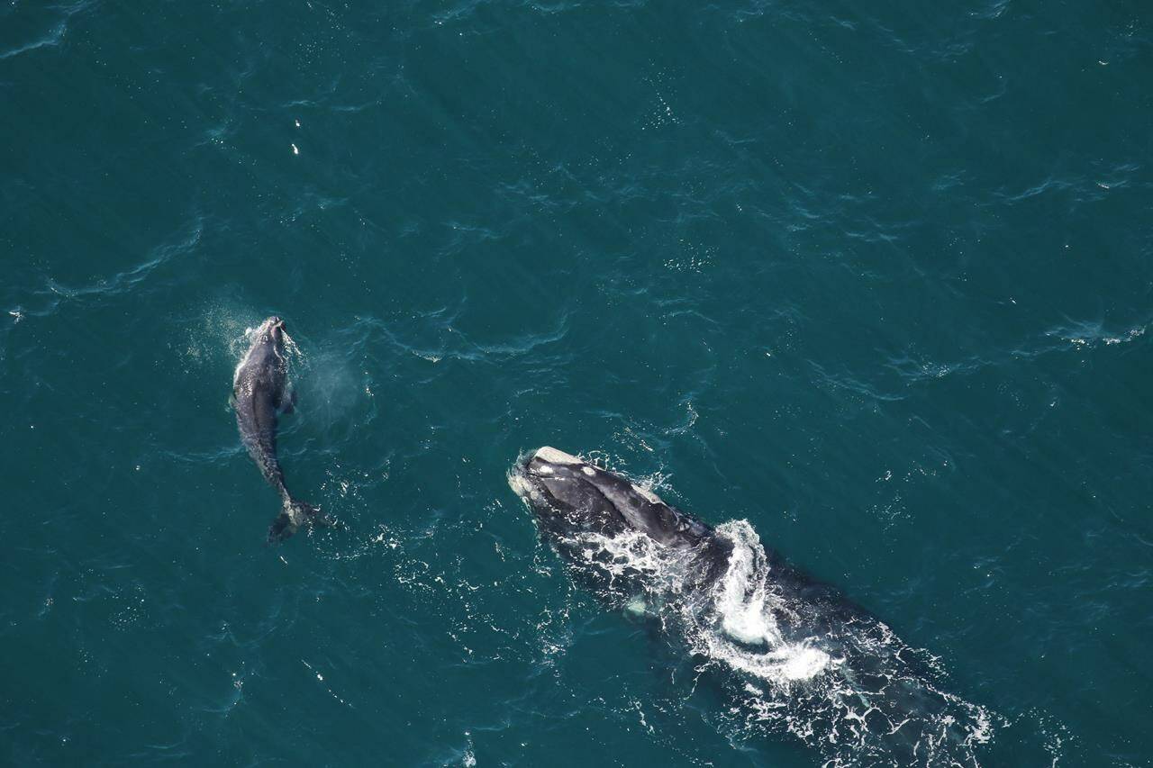 A new study says the population of critically endangered North Atlantic right whales continued its downward trend this year, partly because only 15 calves were born in 2022. (Photo by The Canadian Press)