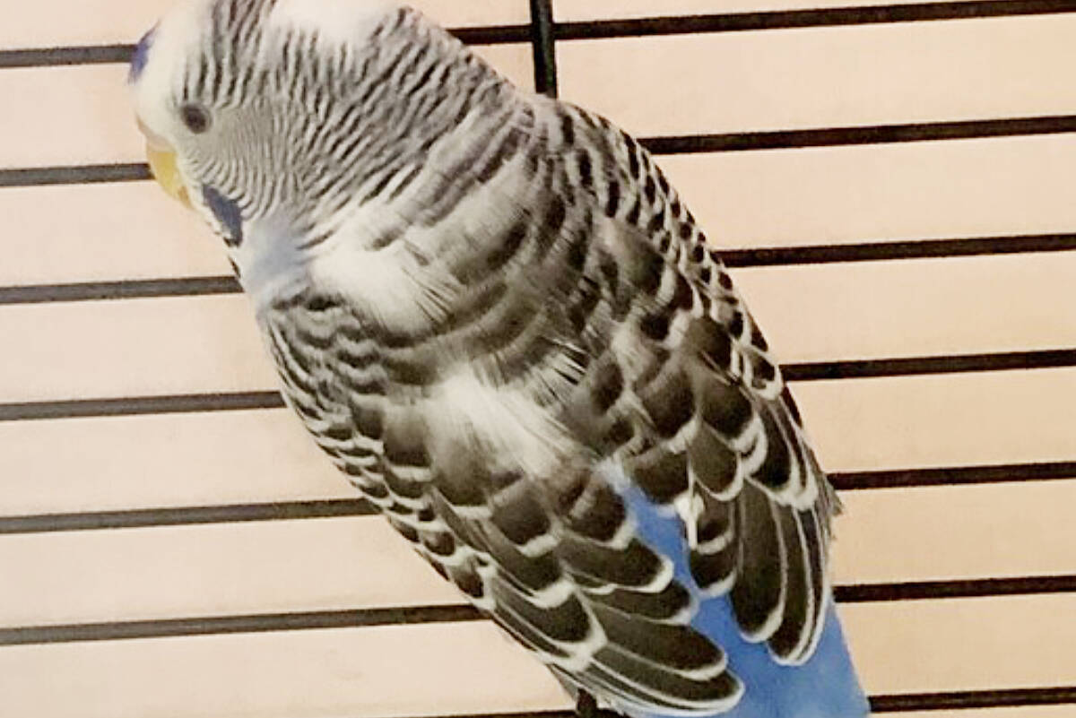 Daphne was part of a large seizure of budgies from the Okanagan and is waiting to be adopted out from the Maple Ridge branch of the BC SPCA. (BC SPCA/Special to The News)