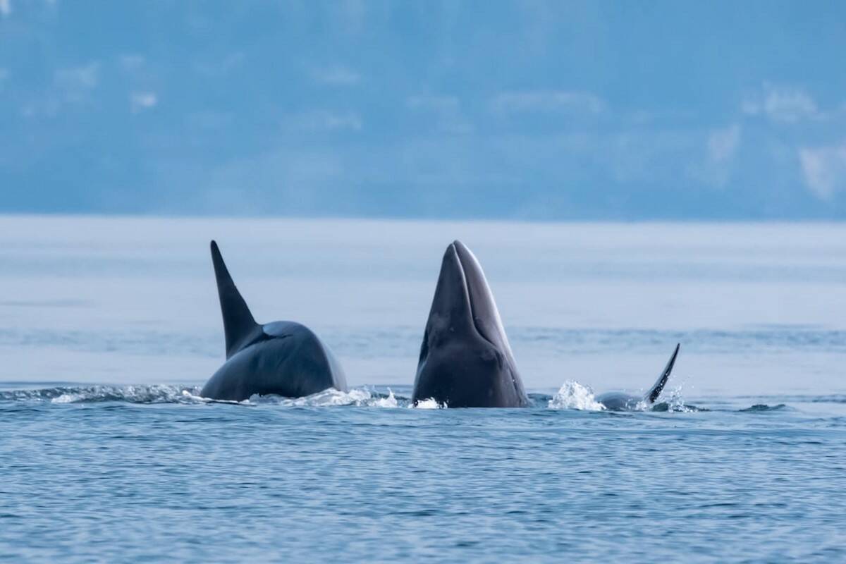 A Bigg’s killer whale preys on a minke whale in the waters off Washington State’s Smith Island in October 2022. (Courtesy of the Pacific Whale Watch Association)