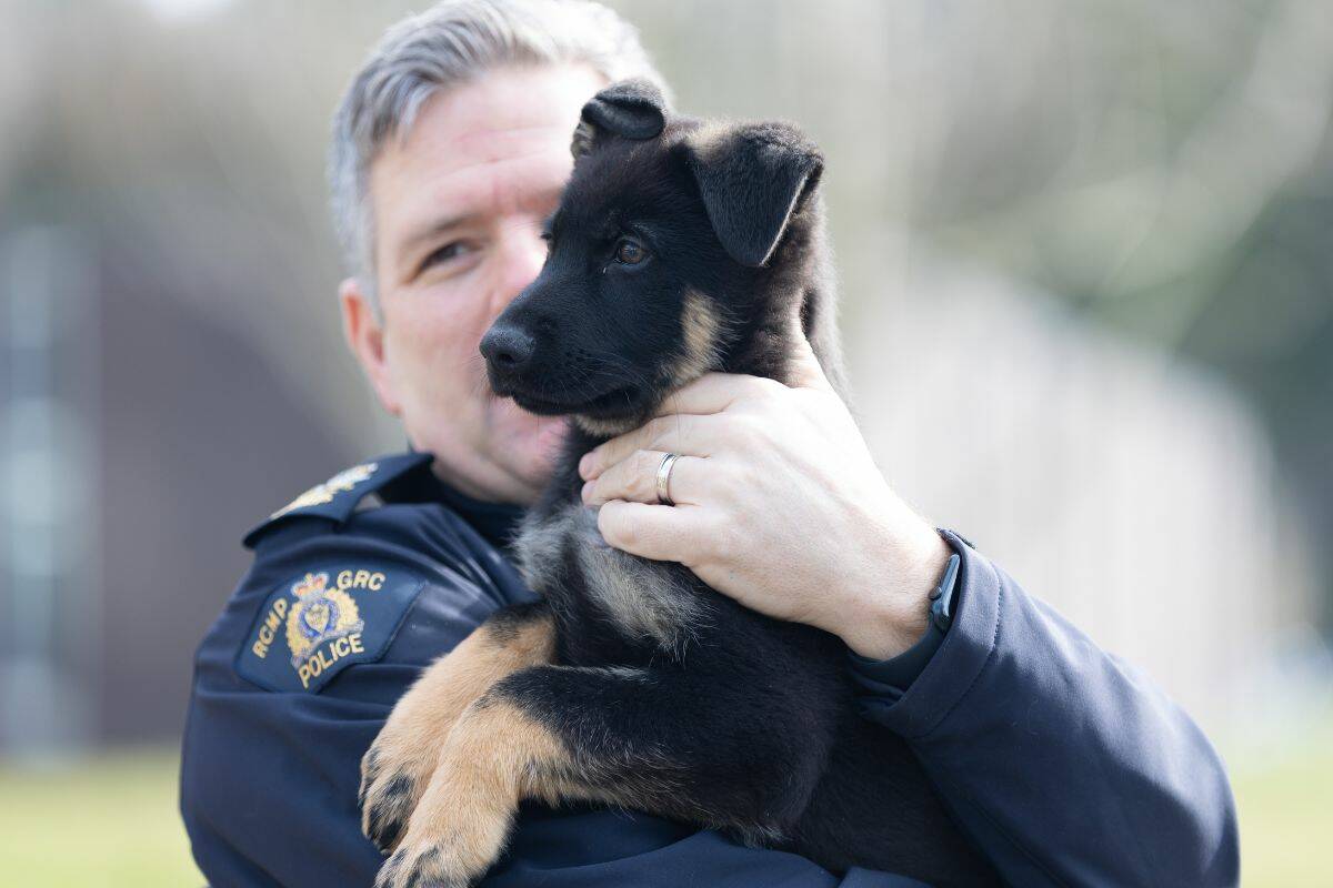 Deputy Commissioner Dwayne McDonald holds Rev outside BC RCMP headquarters in Green Timbers on Tuesday morning. (Photo: Anna Burns)