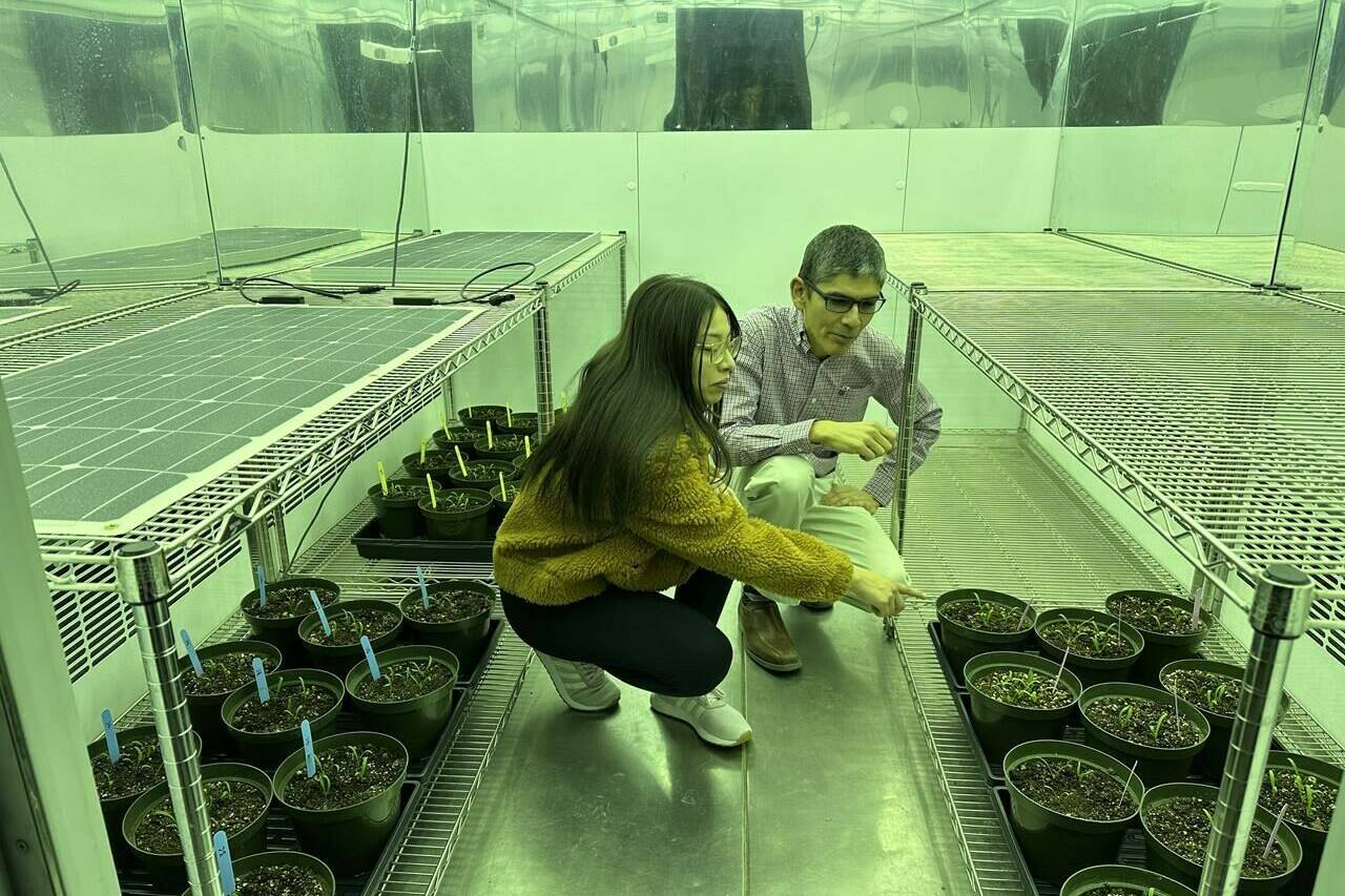 Guillermo Hernandez, right, a soil scientist, and Camila Quiroz, a research intern from Peru, look over their plants in a research room used to simulate sunlight at the University of Alberta in Edmonton in this undated handout photo. (Guillermo Hernandez Ramirez/University of Alberta)