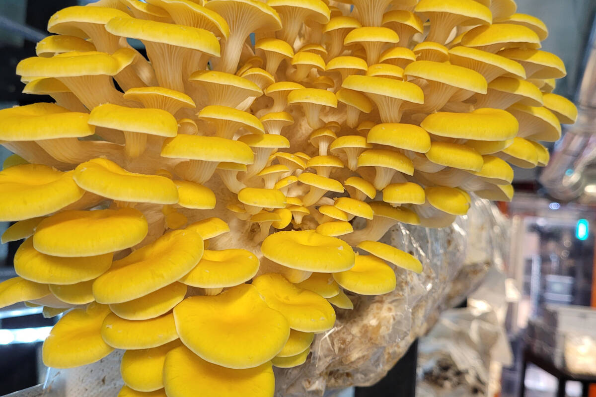 Golden oysters from Smithereens Mushrooms, a mushroom farm in Smithers B.C., started by Marie-Eve Arseneault and Alexis Galus. (Photo by Smithereens Mushrooms)