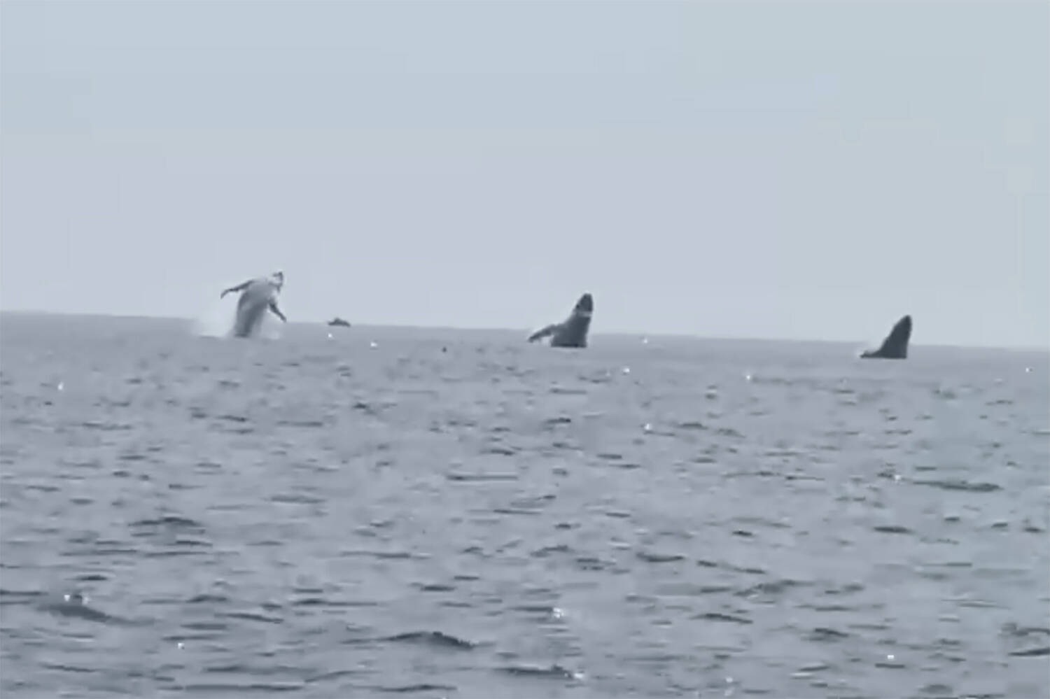 This still image from video provided by Robert Addie shows three humpback whales leaping from the water off the coast of Cape Cod, Mass., on Monday, July 24, 2023. Robert Addie, celebrating his birthday on the ocean with his three daughters, captured video of the three humpback whales leaping from the water in near perfect unison. (Robert Addie via AP)