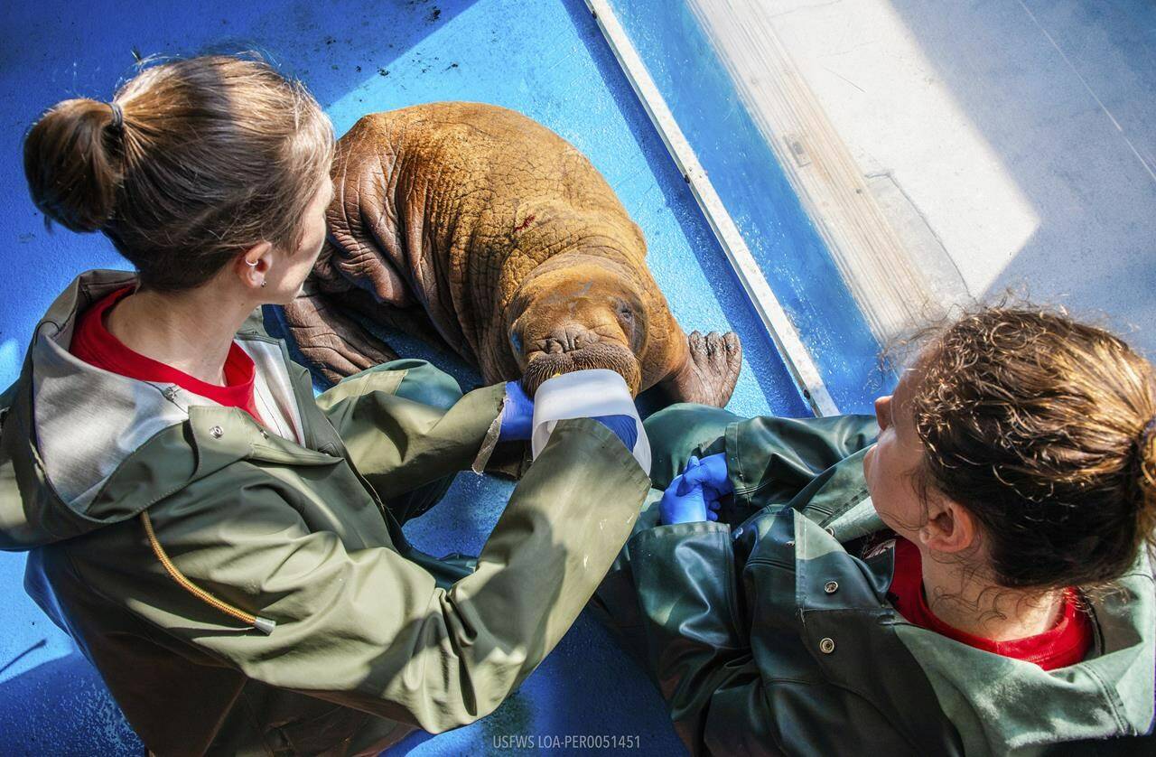 In this photo provided by the Alaska SeaLife Center, Wildlife Response Animal Care Specialists Halley Werner, left, and Savannah Costner feed formula to a male Pacific walrus calf who arrived as a patient in Seward, Alaska, on Tuesday, August 1, 2023. (Kaiti Grant/Alaska SeaLife Center via AP)