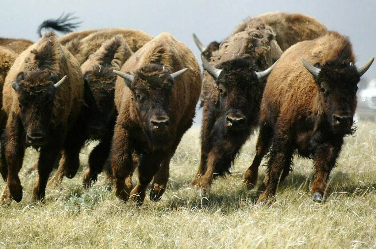 Purebred plains bison run through the prairie grasses near Eastend, Sask., Monday, May 16, 2004. The collapse of the teeming bison herds that once blackened the prairie was an economic catastrophe that still affects those who once depended on them, new research suggests. THE CANADIAN PRESS/Jeff McIntosh