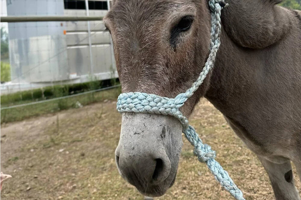 Charlie, a 22-year-old donkey, has found his forever home at a farm in B.C. after a viral post by BC SPCA back in September. (BC SPCA)