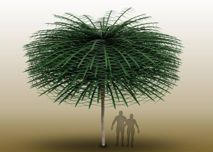 Sanfordiacaulis model with simplified branching structure for easier visualization is shown in this handout image provided by Tim Stonesifer. Note that humans are provided for scale but did not exist concurrently with the tree. THE CANADIAN PRESS/HO-Tim Stonesifer